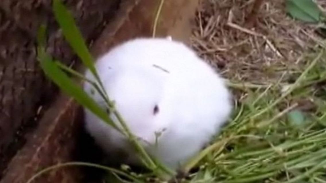 Kaninchen.jpg