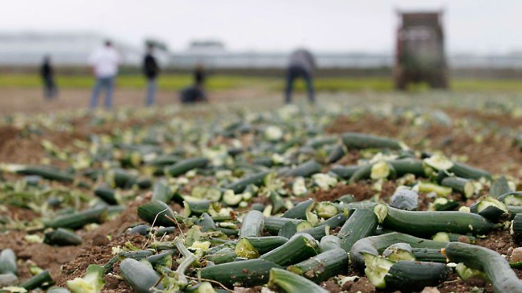 Auf diesem Feld in Frankreich werden Gurken als Dünger ausgebracht - das Gemüse ist unverkäuflich geworden.