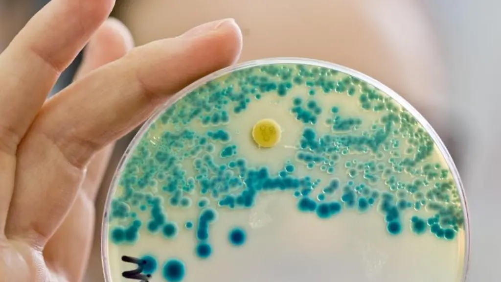 Nachweis-von-resistenten-Bakterien-Die-Europaeische-Arzneimittel-Agentur-EMA-fordert-die-Verwendung-des-Antibiotikums-Colistin-bei-Tieren-drastisch-einzuschraenken