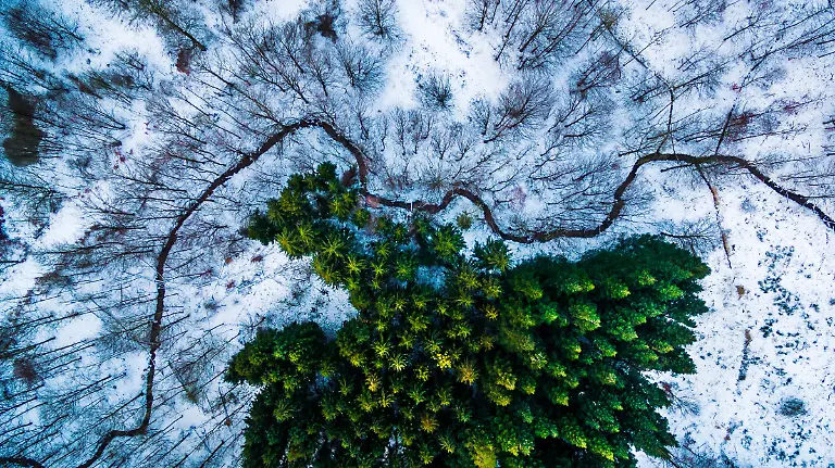 Kalbyris-forest-Denmark-by-mbernholdt