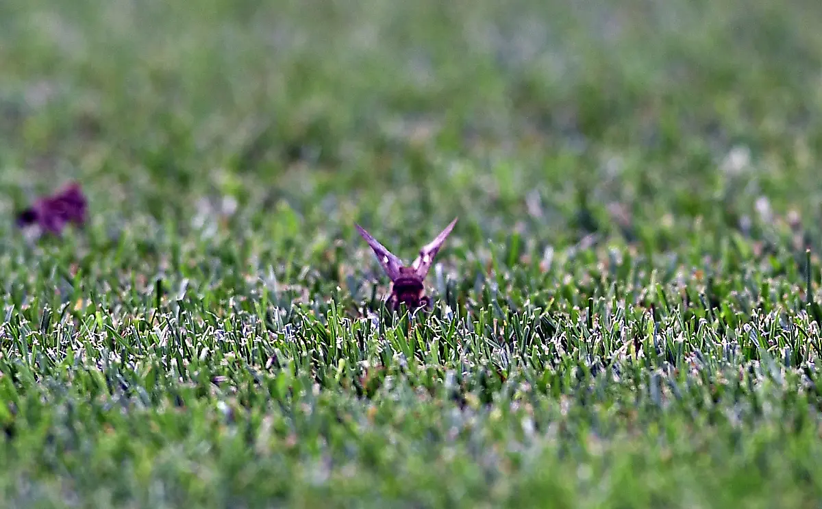 0cd7485ed3b0f23cda0829e7264007e6