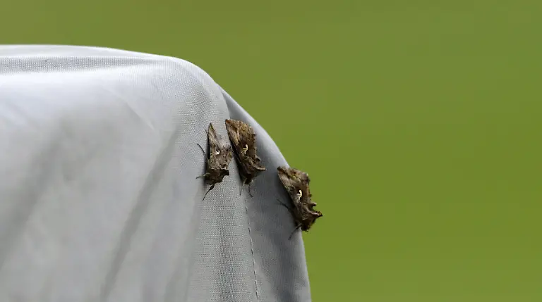 da3fdfd61560c3b37fff3e5c167bb28b