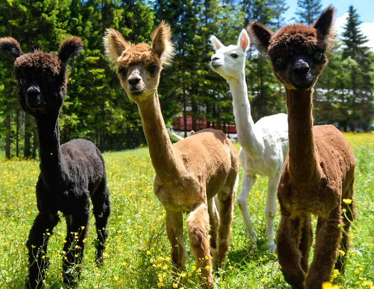 99e204484bf31e9e8d7d383bd0021644