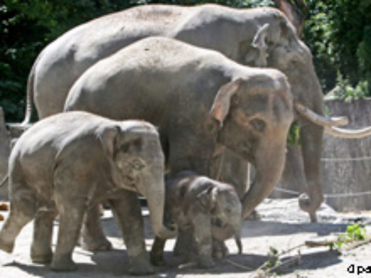 Nur im Zoo kommt es vor, dass die ganze Familie beisammen ist.