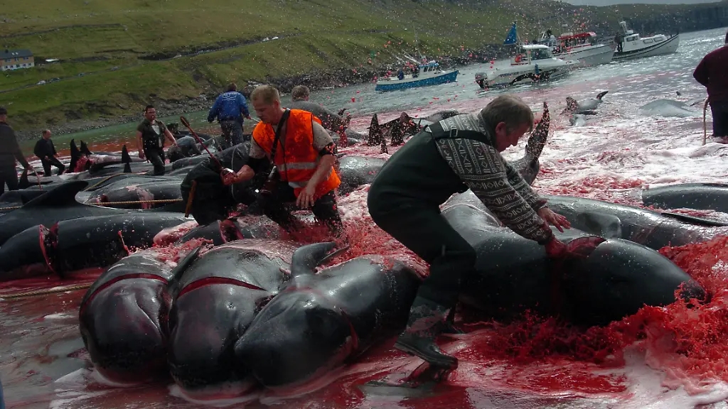Wale-werden-seit-Menschengedenken-abgeschlachtet
