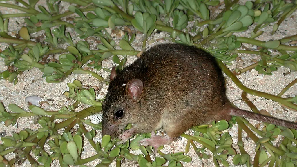 1f2b0bd102198fc77b8ee91e62750735