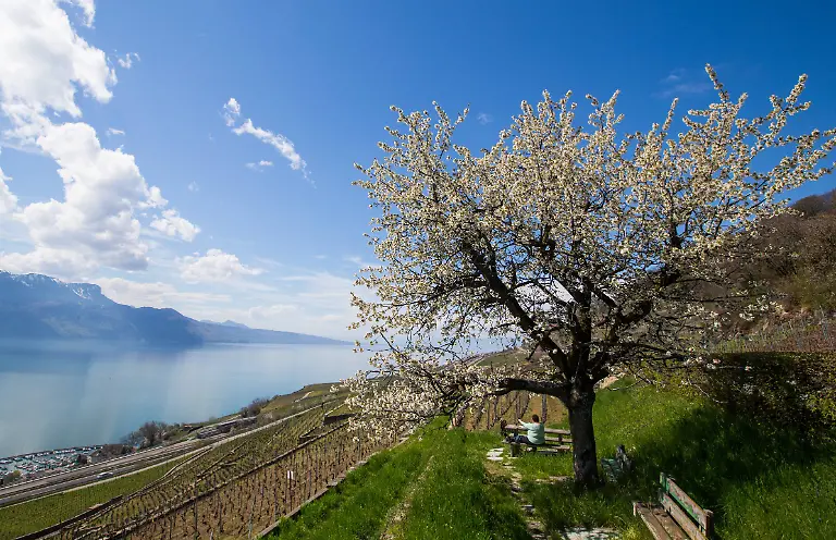 Lavaux