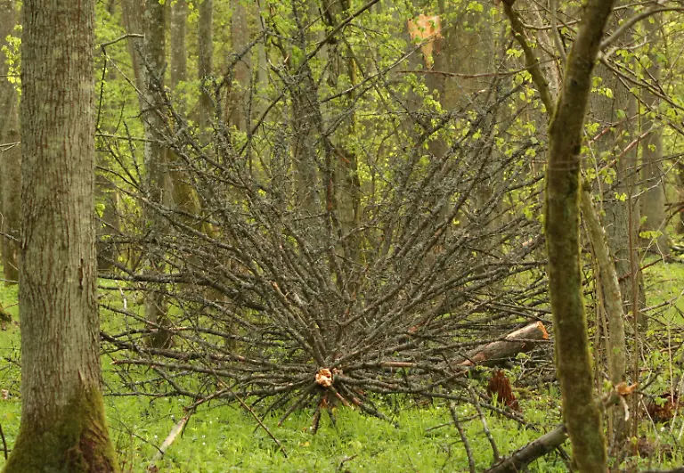 Powalone-drzewo-rezerwat-białowieza-pl