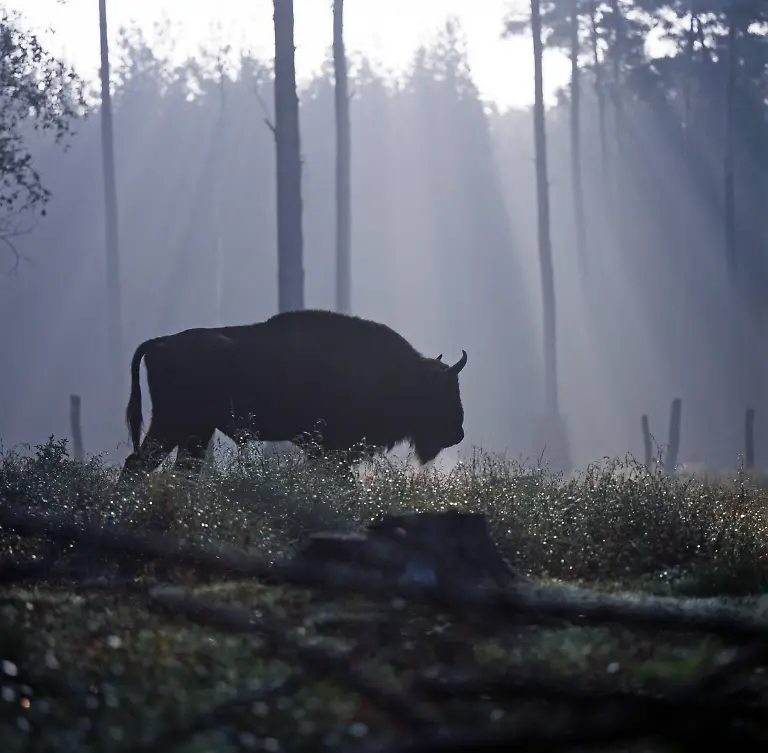 Bialowieza-Wisent