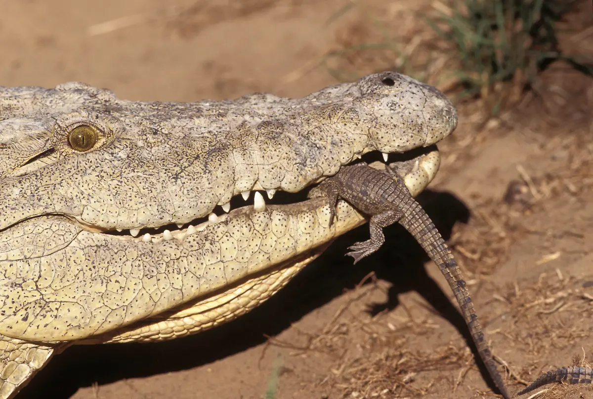HI-108933-Nilkrokodilweibchen-traegt-Jungtier-zum-Wasser-c-Martin-Harvey-WWF