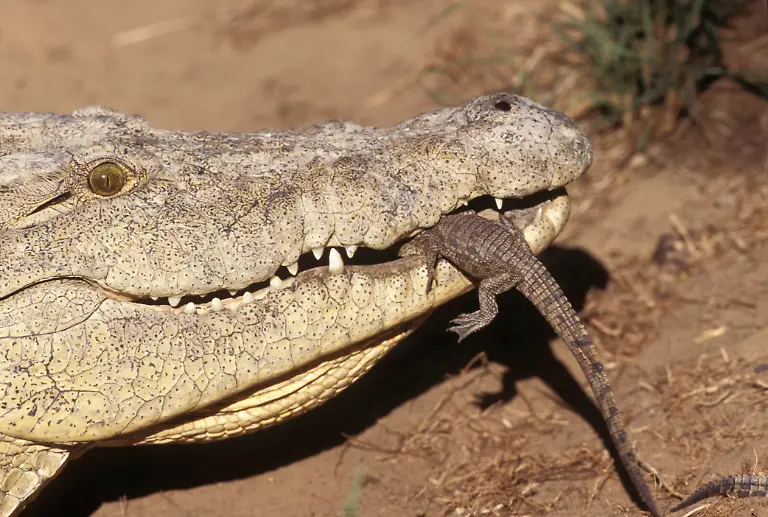 HI-108933-Nilkrokodilweibchen-traegt-Jungtier-zum-Wasser-c-Martin-Harvey-WWF