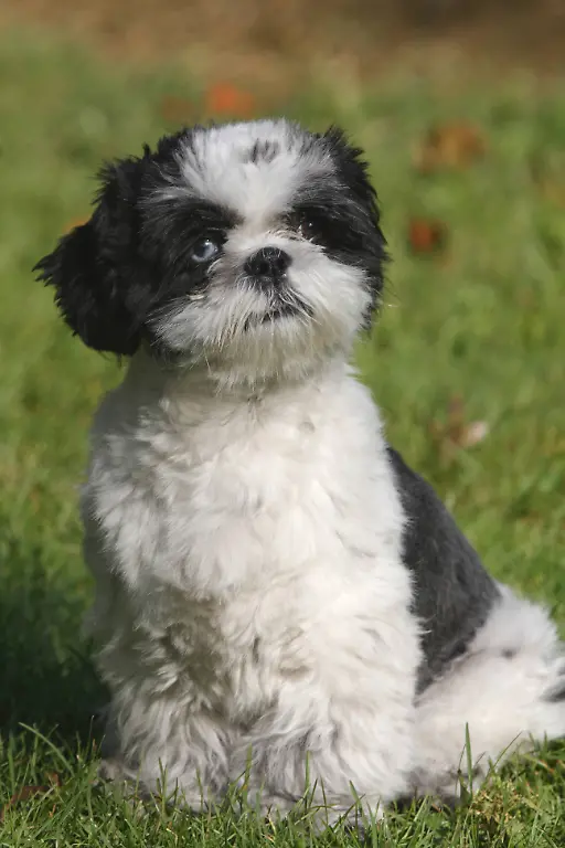 shih-tzu