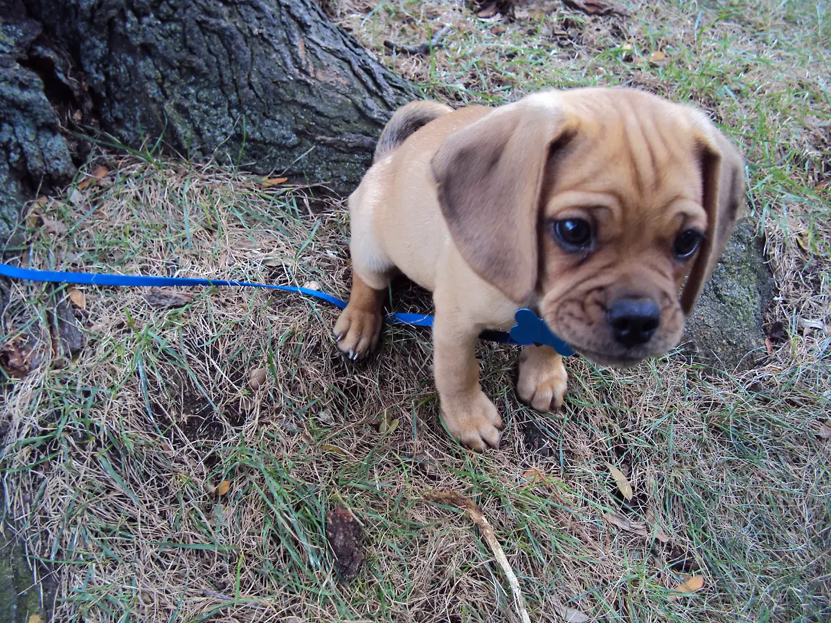 Puggle-Racheltompkins-public-domain