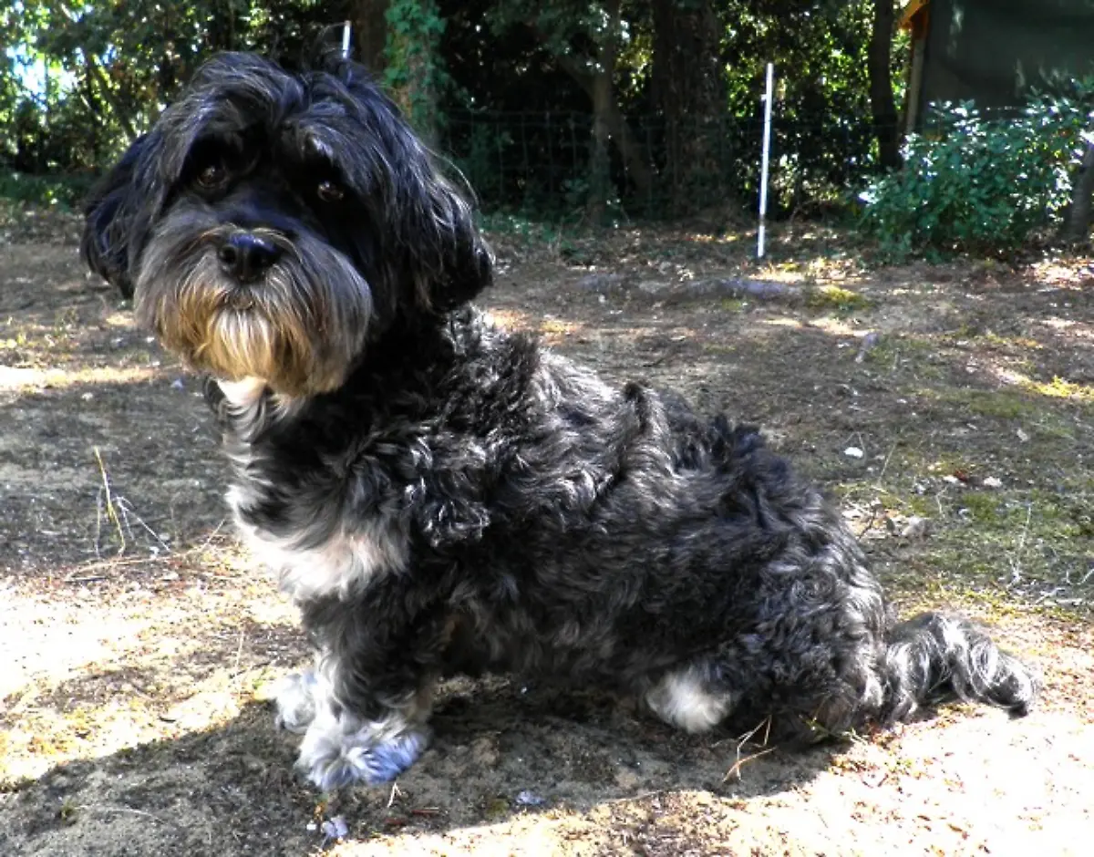 Mal-Shi-Mandarine-Koala-CC-BY-SA-3