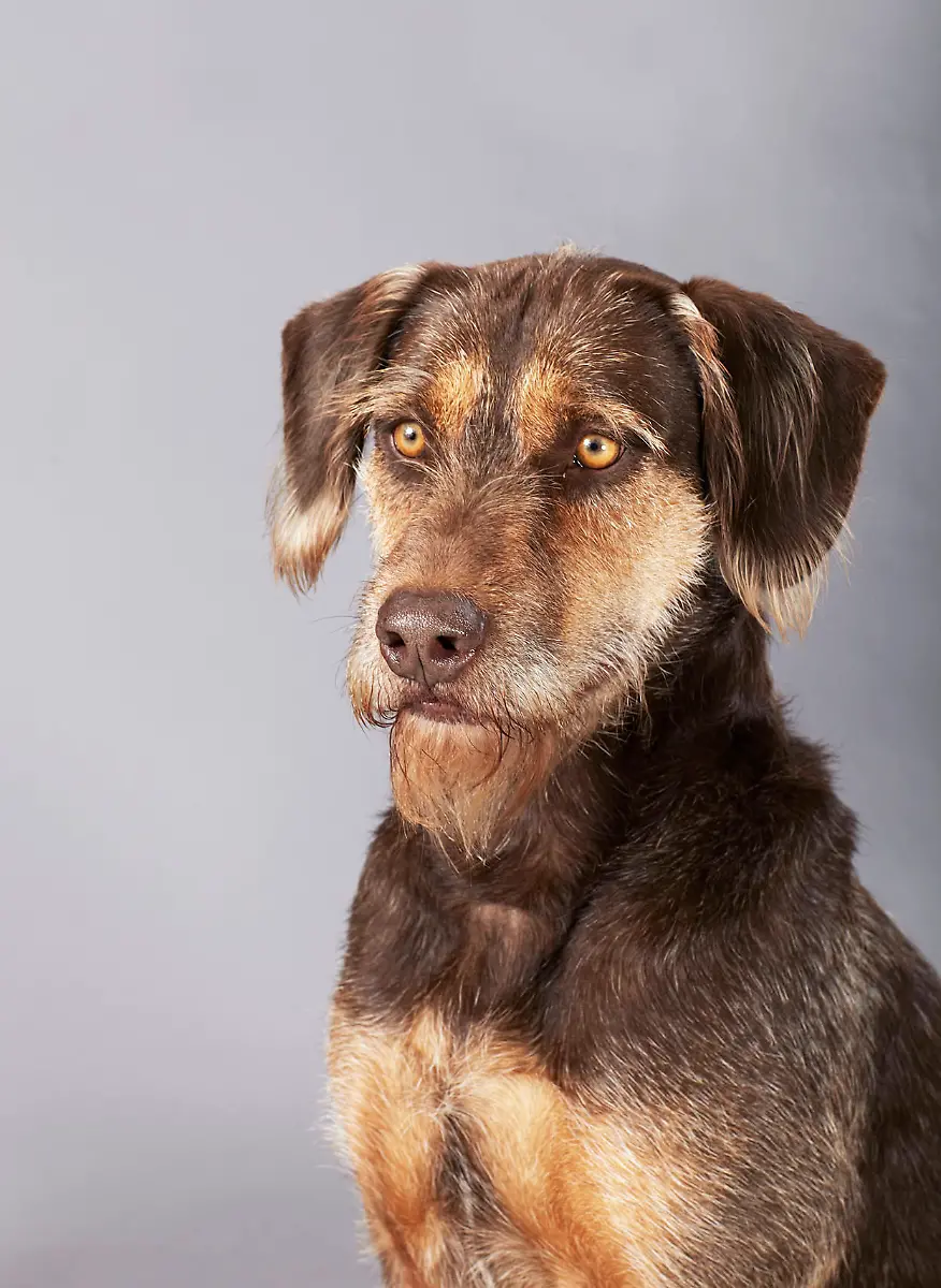 Dobernauzer-Luis-Esteban-Aguilar-CC-BY-SA-3