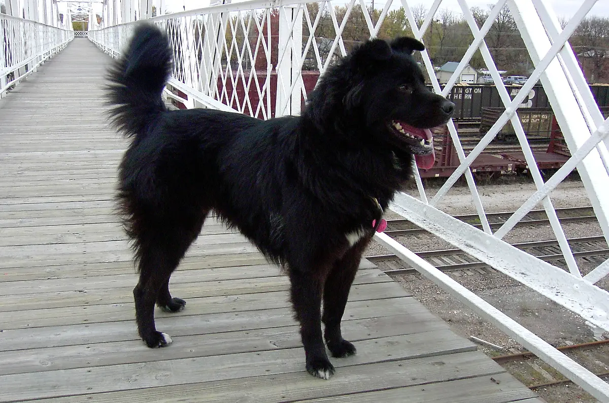 Chowman-Shepherd-paul-ensign-CC-BY-3