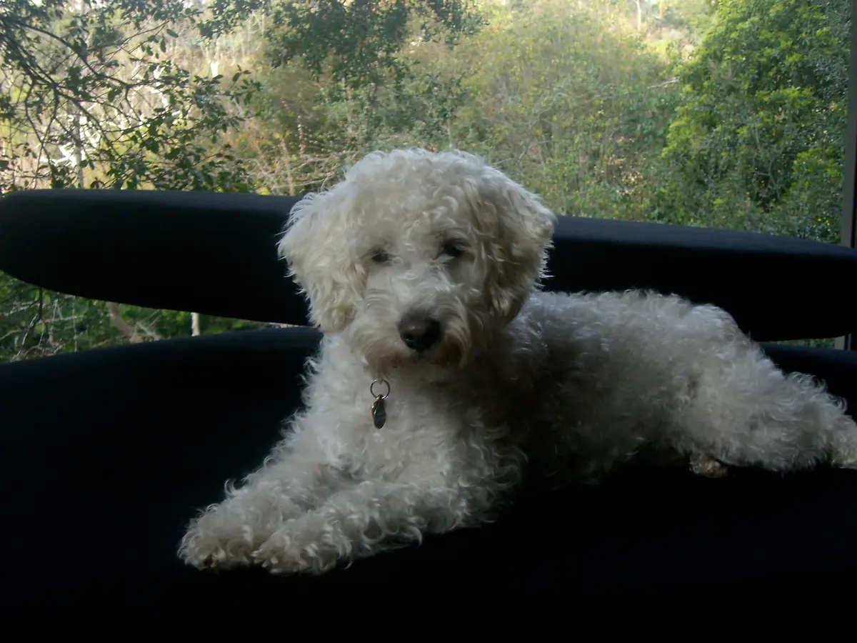 Schnoodle-Sullycarter1-CC-BY-SA-3