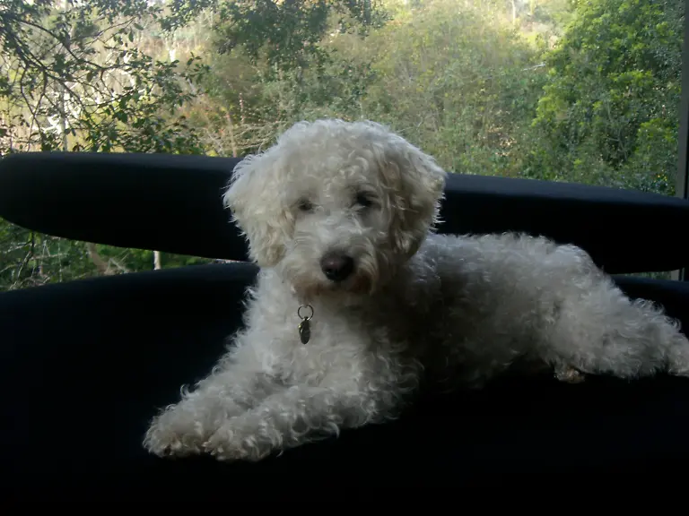 Schnoodle-Sullycarter1-CC-BY-SA-3