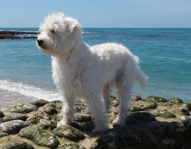 Westiepoo-Gordito1869-CC-BY-SA-3