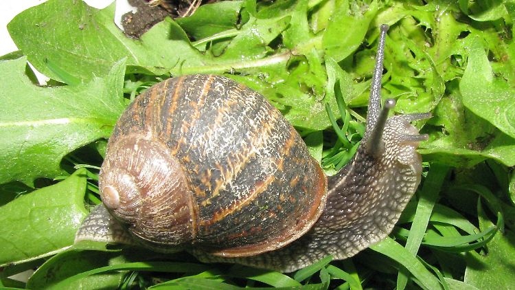 Wie frisst eine Weinbergschnecke?