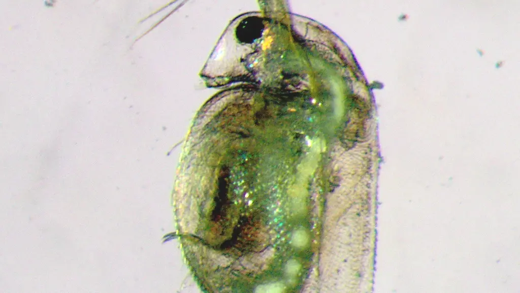 Wasserfloh-Mikroplastik