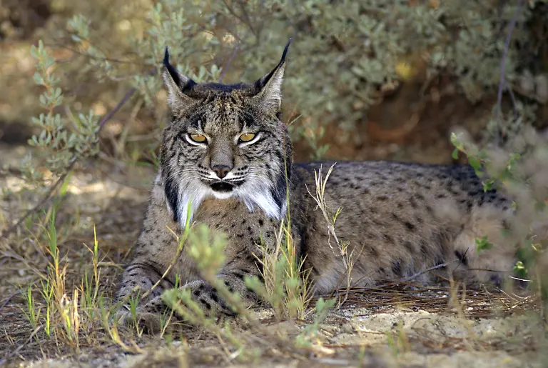 Only-to-be-used-in-conjunction-with-explicitly-mentioning-WWF-and-World-Heritage-Campaign-Iberian-lynx-Lynx-pardina-are-endangered-and-found-only-in-two-places-in-Spain-including-Donana-National-Park
