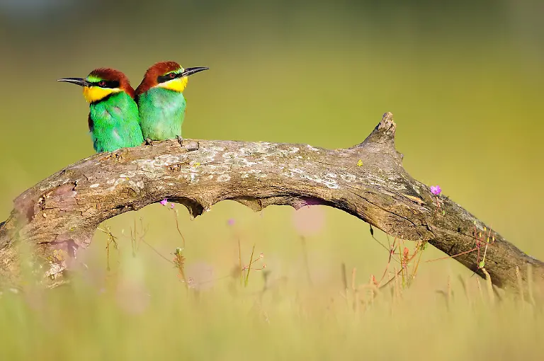 Only-to-be-used-in-conjunction-with-explicitly-mentioning-WWF-and-World-Heritage-Campaign-European-bee-eater-Merops-apiaster-in-Donana-National-Park-Andalusia-Spain