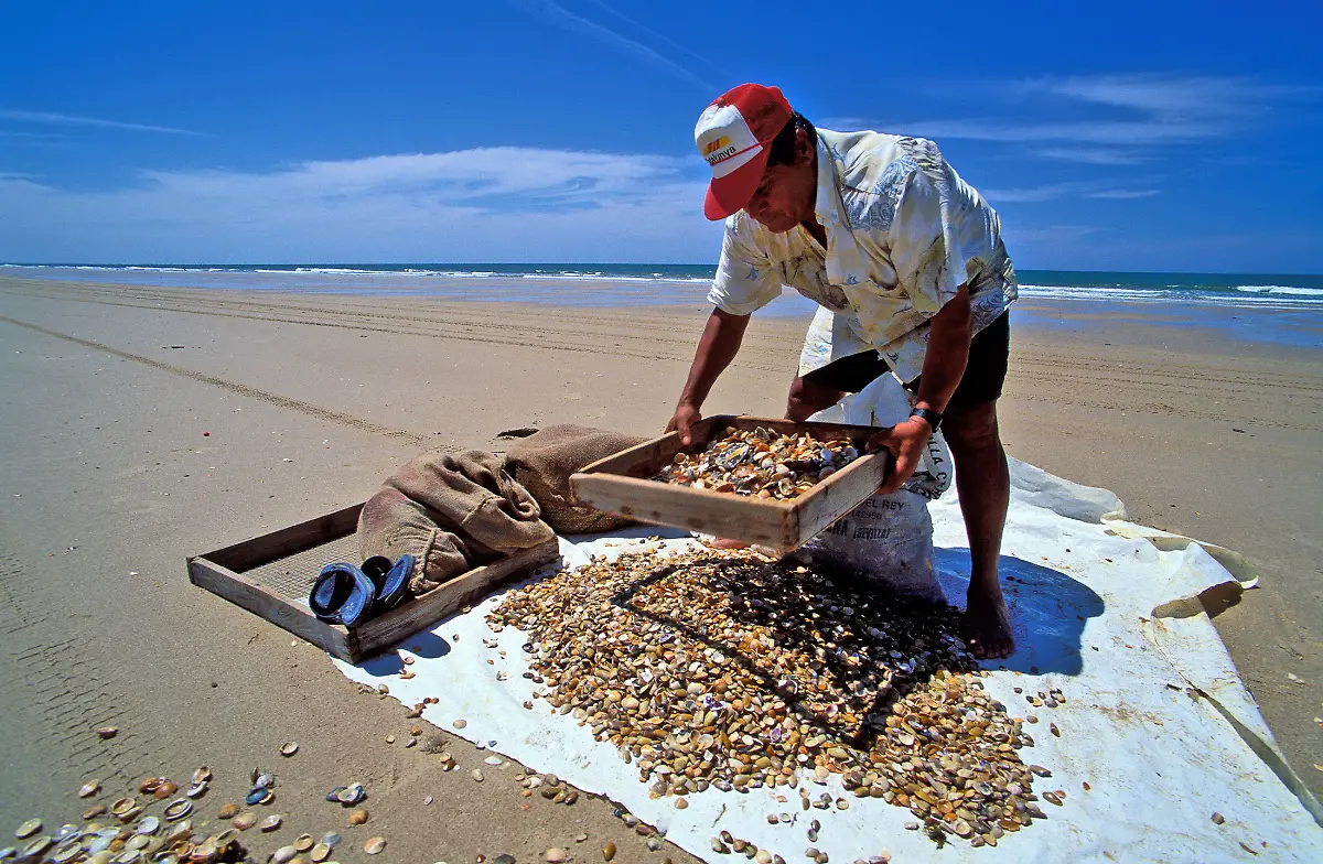 Only-to-be-used-in-conjunction-with-explicitly-mentioning-WWF-and-World-Heritage-Campaign-A-man-using-the-traditional-method-of-selecting-wedge-clams-Donax-trunculus-in-Donana-National-Park-Andalusia-Spain