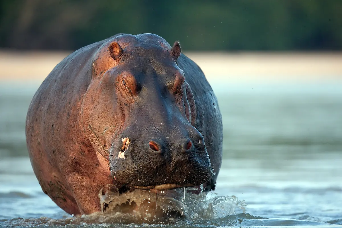Only-to-be-used-in-conjunction-with-explicitly-mentioning-WWF-and-World-Heritage-Campaign-Hippo-Hippopotamus-amphibius-bathing-in-water-at-the-Selous-Game-Reserve-Tanzania