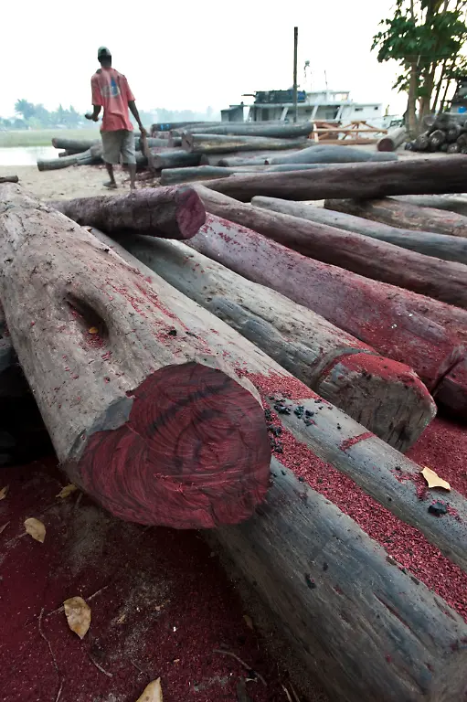 Only-to-be-used-in-conjunction-with-explicitly-mentioning-WWF-and-World-Heritage-Campaign-Hardwoods-Rosewood-sp-lying-on-the-quayside-in-Maroantsetra-Illegally-collected-from-the-region-of-Masoala-National-Park-north-east-Madagascar