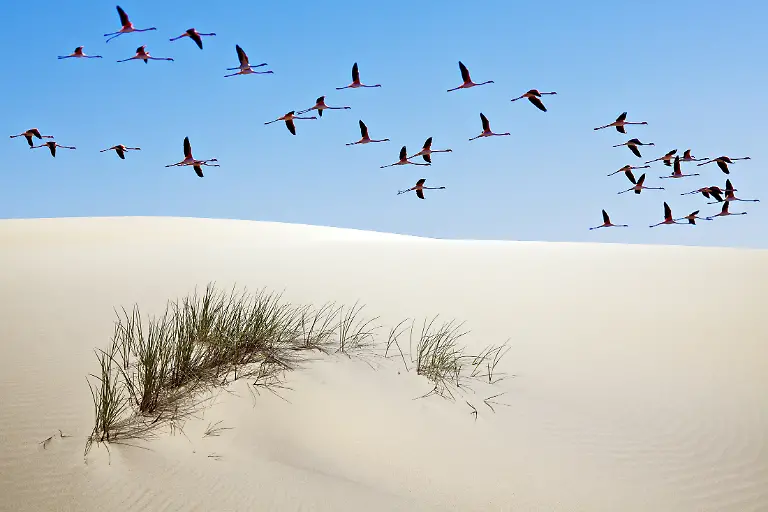 Only-to-be-used-in-conjunction-with-explicitly-mentioning-WWF-and-World-Heritage-Campaign-Greater-flamingos-Phoenicopterus-ruber-in-flight-over-Donana-National-Park-marshes-Andalusia-Spain