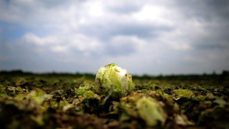 Geschredderter Salat: Die Epidemie erwischt die Landwirtschaft eiskalt.