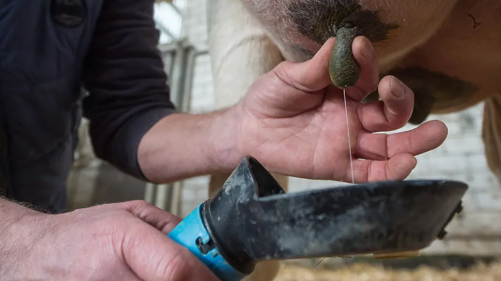 Verbraucherschuetzer-kritisieren-die-unzureichende-Definition-von-Weidemilch