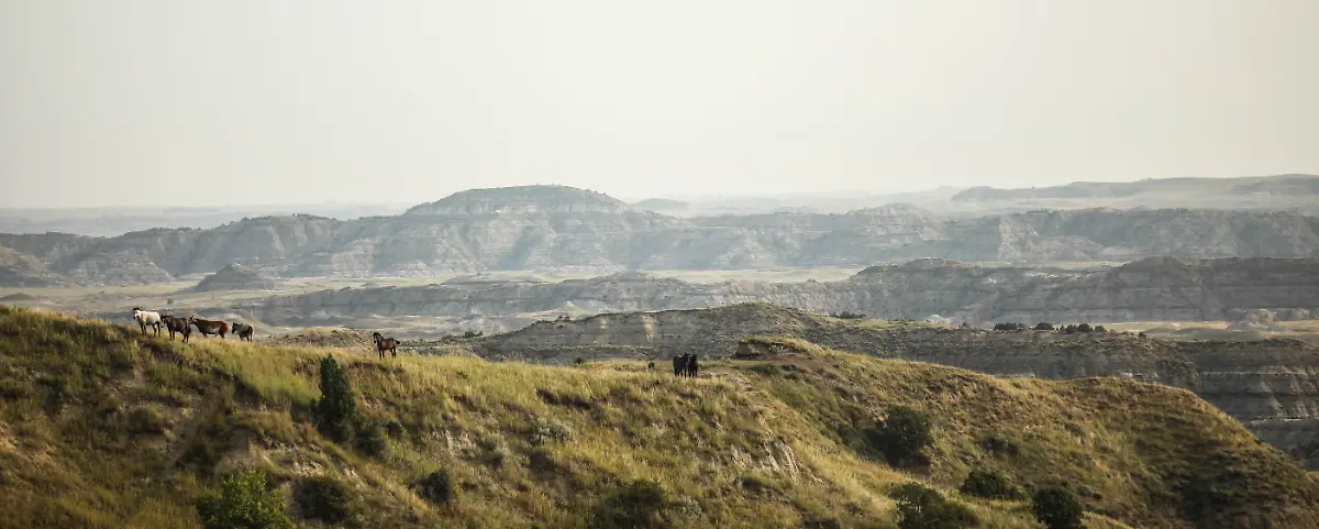 Wild-horses-in-Theodore-Roosevelt-National-Park