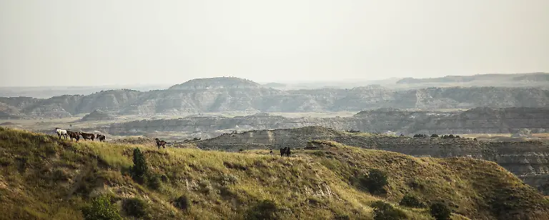 Wild-horses-in-Theodore-Roosevelt-National-Park