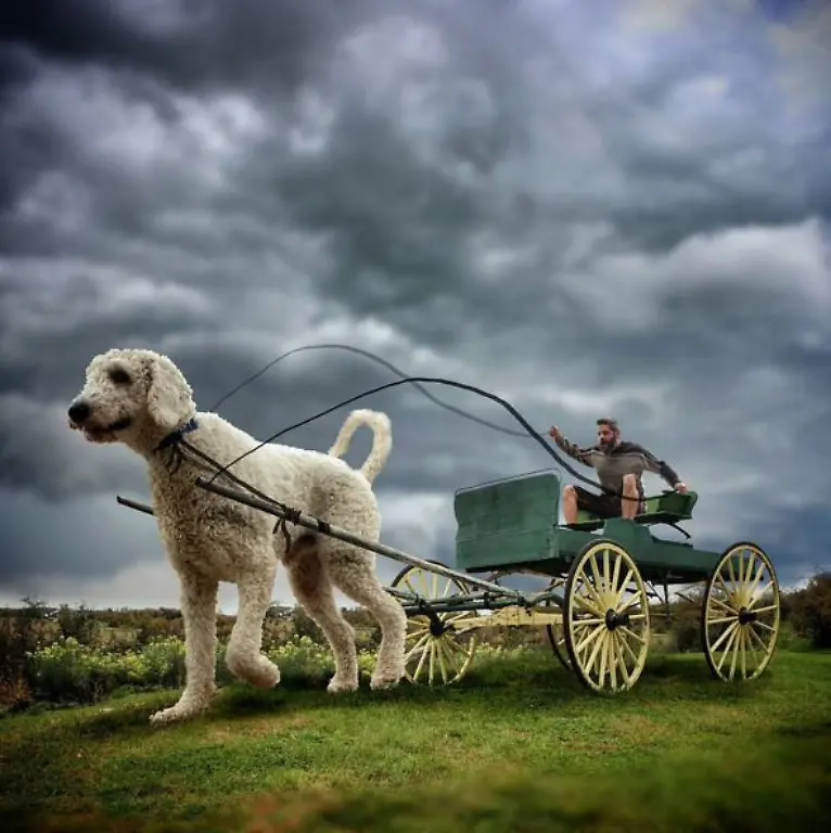 Hund25