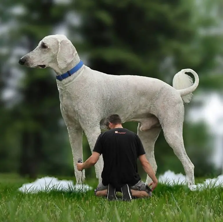 Hund27