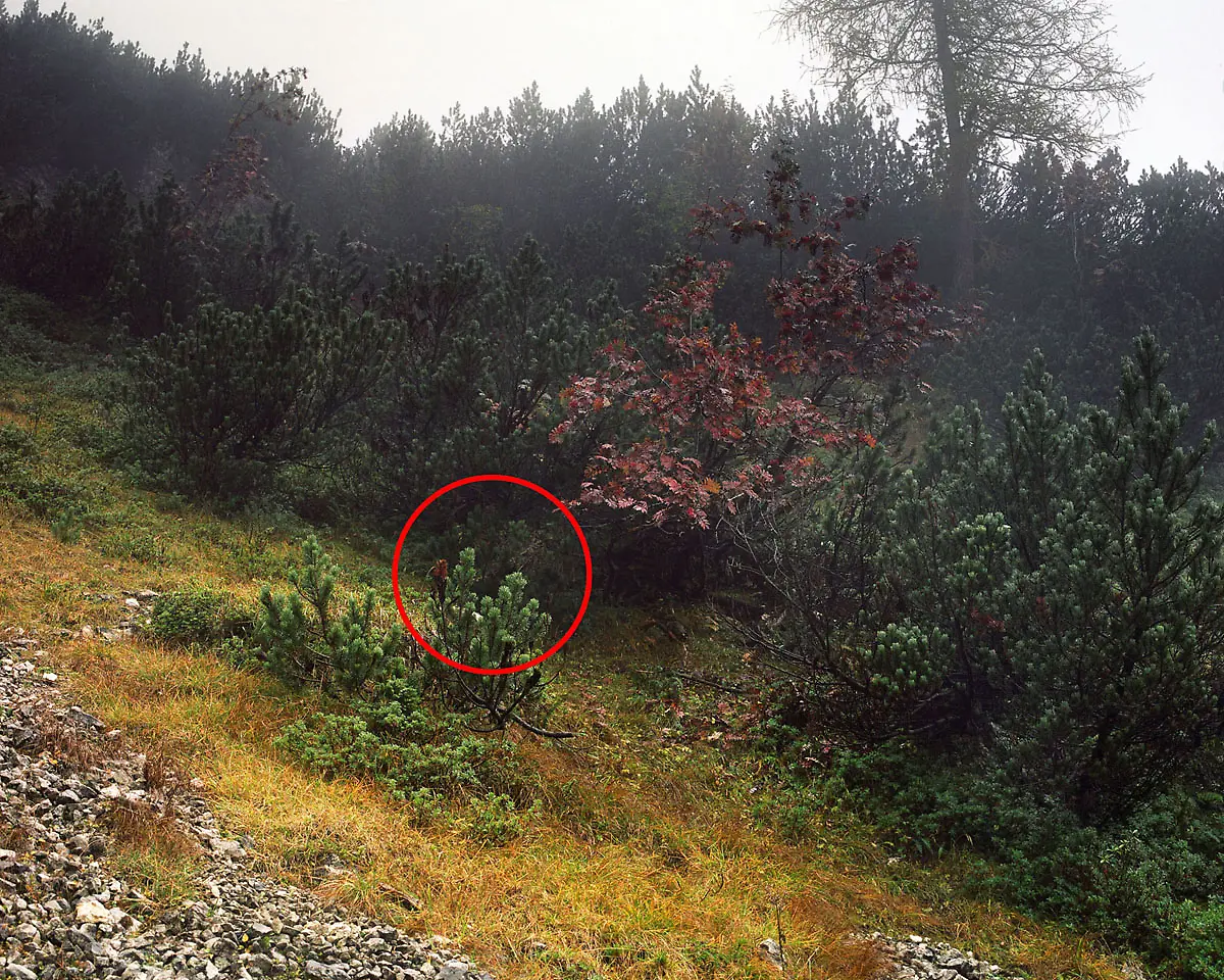 Menner-Camouflage-Solution-027