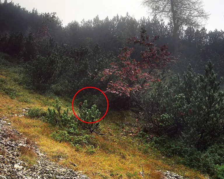 Menner-Camouflage-Solution-027