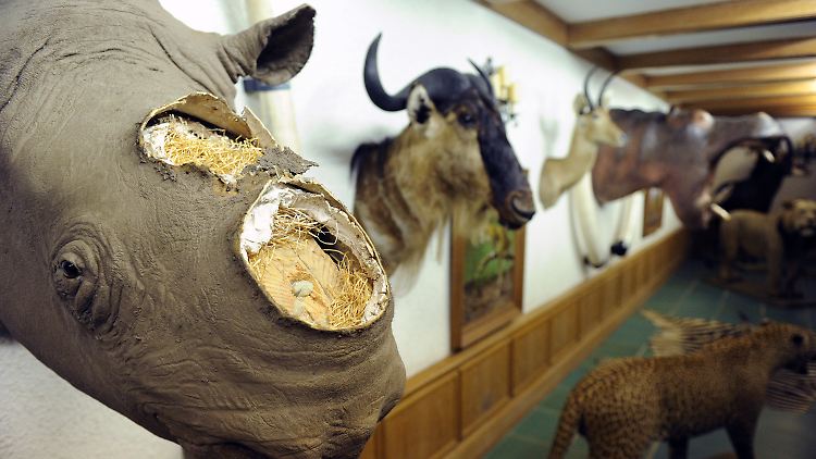 Teurer als Gold: Nashorn-Horn ist besonders in Vietnam und China beliebt.