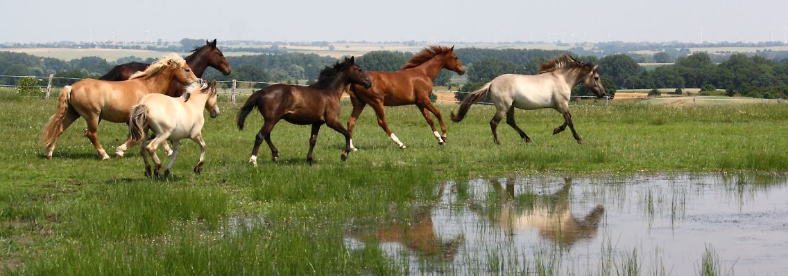 Pferde fühlen sich in der Uckermark wie zu Hause - etwa 30 Reiterhöfe gibt es in der Region. Allein auf dem von Ralf Ruhnau leben rund 50 Pferde.