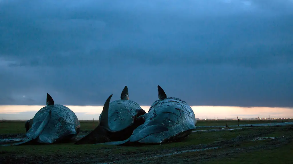 a8b3fe101a738e926b479fd3f2b71bac