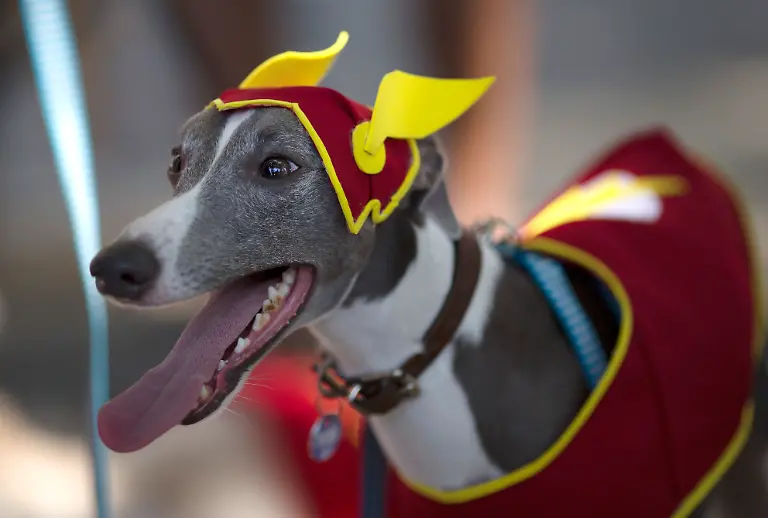 4e49b66140be04f6cf68b6a6cdec3a3d