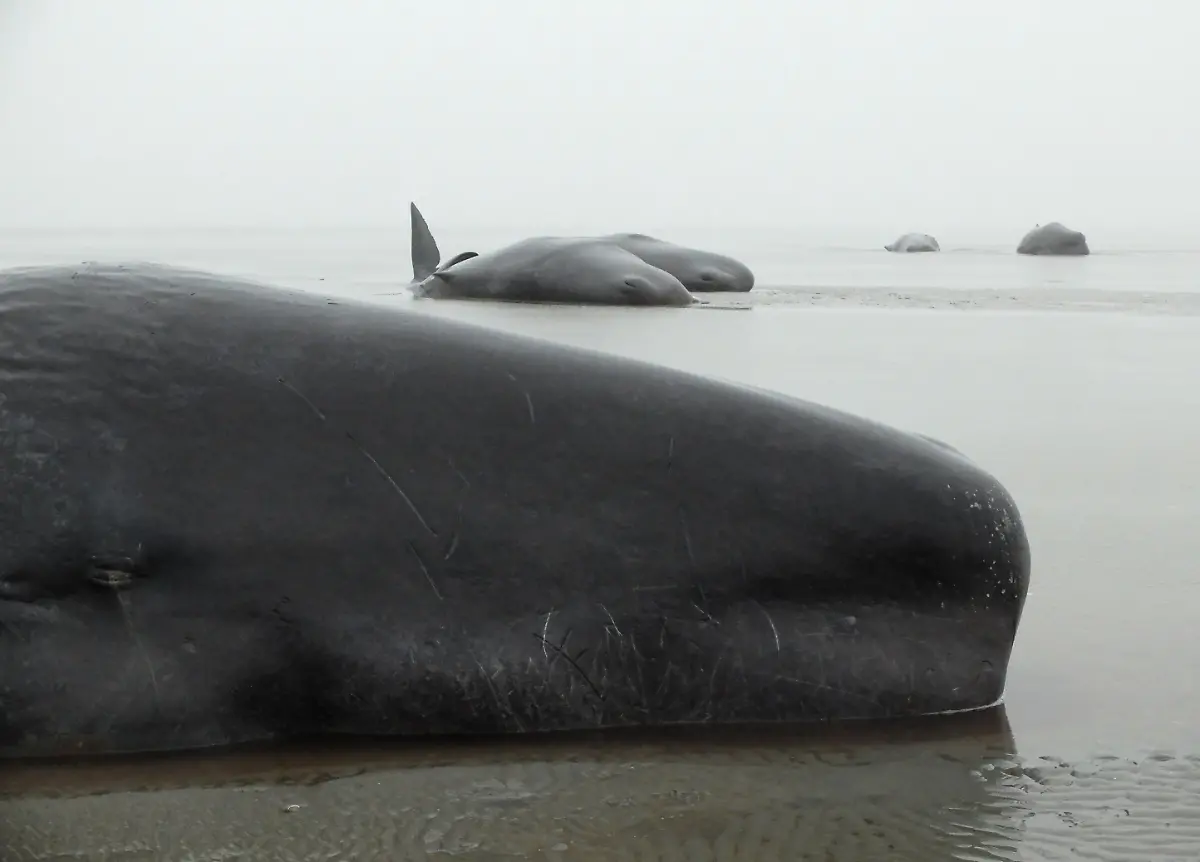 1c09eba403b2232aa46609534f5120a1