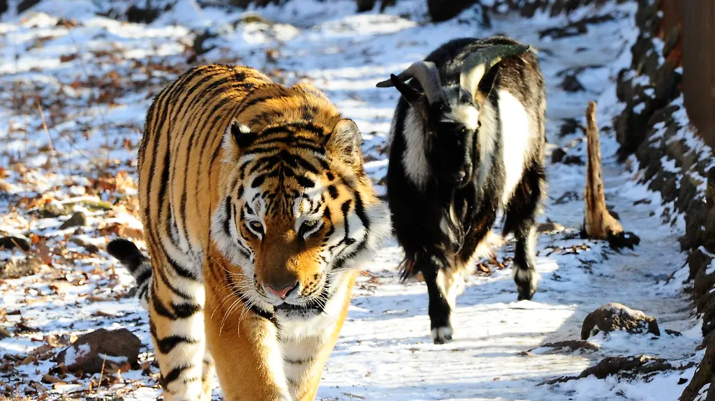 19d62d03091a36cb957db8ce0e3dc862