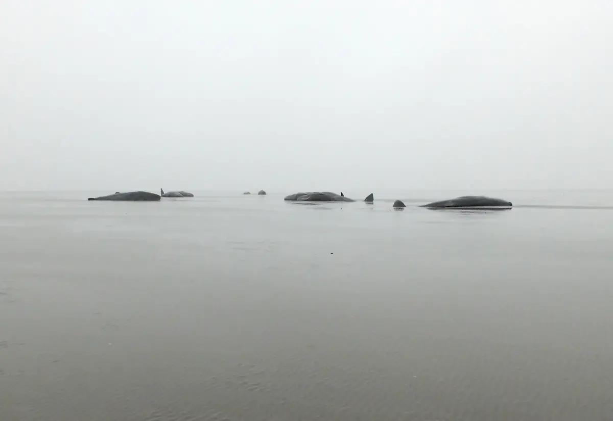 2caf052cb0010a53233bdcc3fb293786