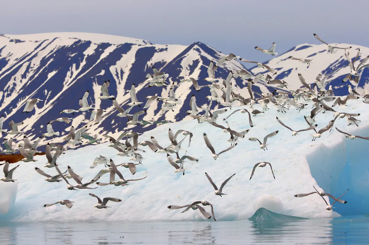 Eisberg-im-Liefdefjord