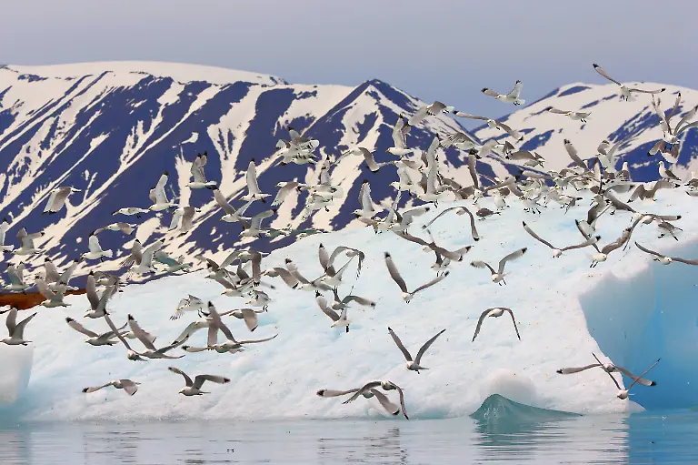 Eisberg-im-Liefdefjord