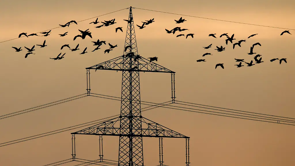 Naturschutz-oder-Energiewende-Hochspannungsleitungen-gefaehrden-seltene-Vogelarten