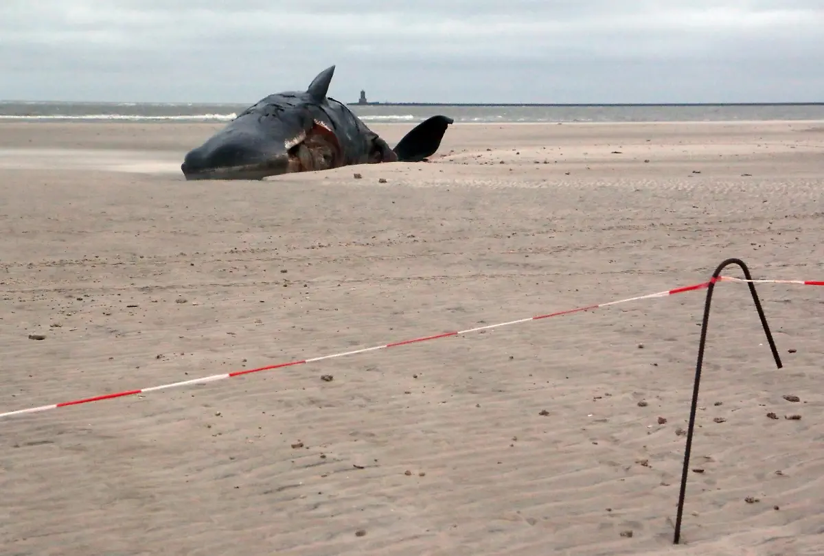 243f2d9a24ebf87d3465e448e68407f4